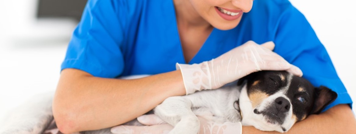 Compassionate Pet Care with Female Vet and Dog