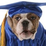 Bulldog with Graduation Attire